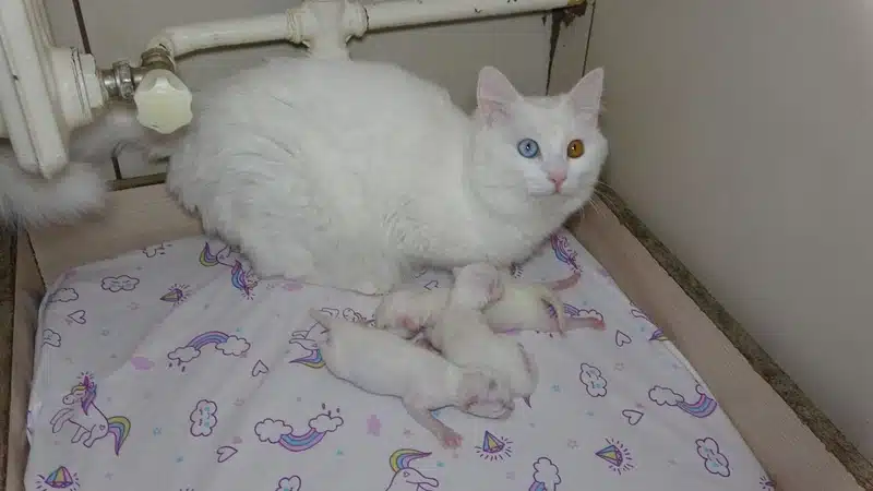 ‘Van Kedi Villası’nda 3 kedi 11 yavru doğurdu - van kedisi