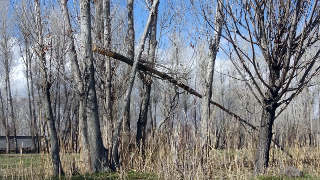 Van'da rüzgar çatıları uçurdu ağaçları devirdi - vanda kuvvetli ruzgar catilar uctu 4791 dhaphoto10