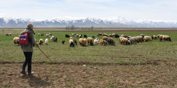 Hakkari’de besiciler hayvanlarını meralara çıkardı