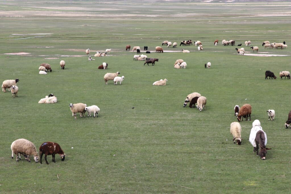 Bölgede koyunlar ve kuzular meraya çıkmaya başladı - Bolgede koyunlar ve kuzulari meraya cikmaya basladi1