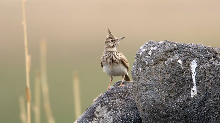 Ağrı Dağı’nda kuş türü 200’e yükseldi - agri daginin kuzeyinde 200 kus turu tespit edildi 5e709744