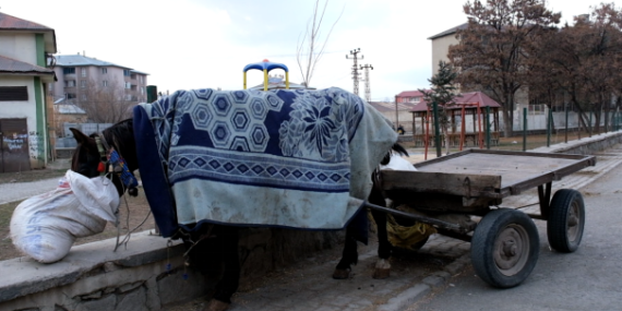 Ağrı’da süregelen işkence: Yük taşımacılığında hala atlar kullanılıyor