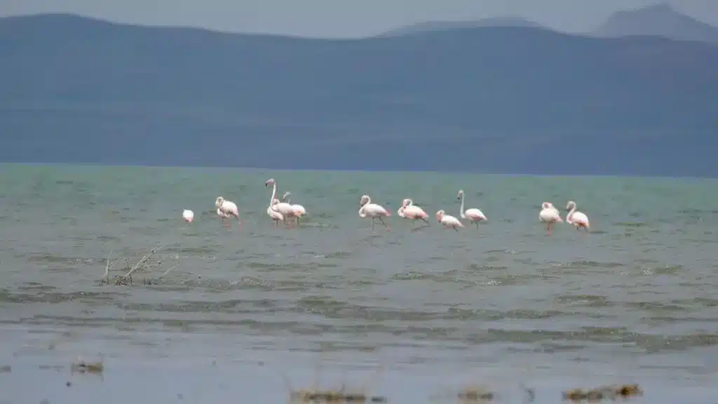 Flamîngo cardin vedigerin hewzeya Gola Wanê - flamingo van havzasi goc 1 1024x576 1