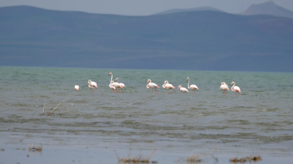 Flamingolar, Van Gölü Havzasına dönmeye başladı - flamingo van havzasi goc 1