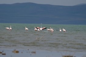 flamingo-van-havzası-göç (4)