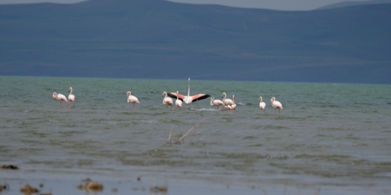 Flamingolar, Van Gölü Havzasına dönmeye başladı