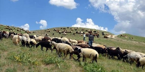 Koçerler serin yaylalara ulaştı