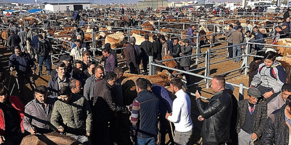 Ardahan’da hayvan pazarı kapatıldı