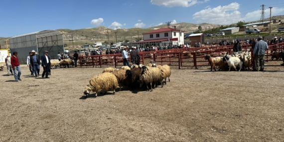 Van Hayvan Pazarı sadece satıcılara kaldı!