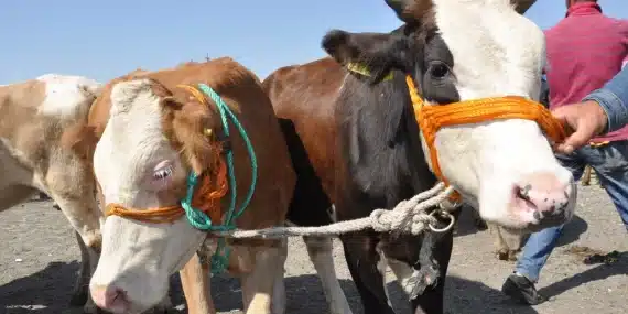 Van’da kurban satış noktaları ve kesim yerleri belli oldu