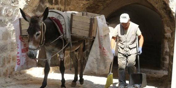 Kadrolu eşeklerin mesaisi 5 saate indirildi