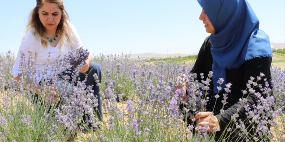 36 kadın kurdukları kooperatif ile lavanta yağı üretiyor