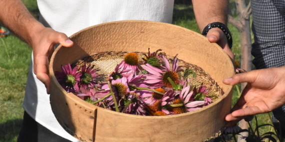 Van’da tıbbi ve aromatik bitkilerin hasadı yapıldı