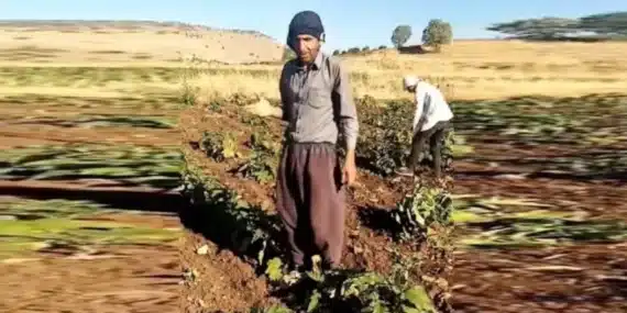 Zamdan dolayı mazot alamayınca ektiği bostanı söktü