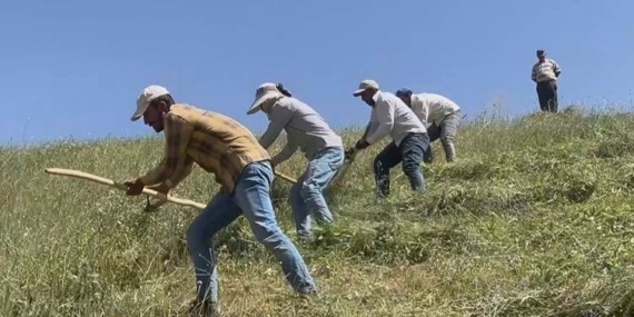 Hakkari’de ot biçme sezonu açıldı