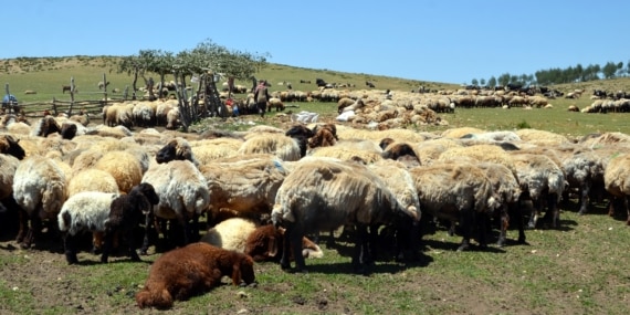 Muş’ta sıcaklar karşısında koyun kırkma başladı