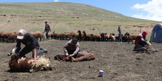 Ağrı’daki Sinek Yaylası’nda göçerler ‘koyun kırkma’ mesaisine başladı