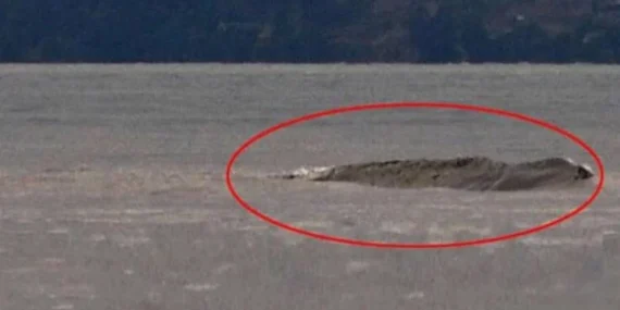 ‘Van Gölü Canavarı’nı görüntüleyen gazeteci: 3 canavar var!