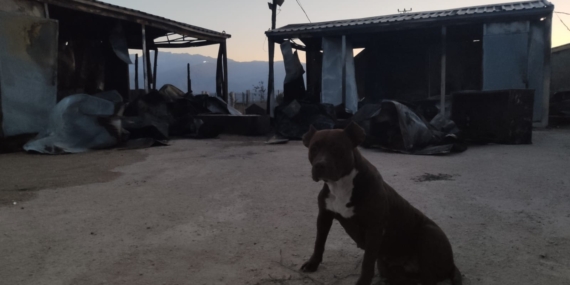 Hakkari’de çıkan yangında hayvan barınağı hasar gördü