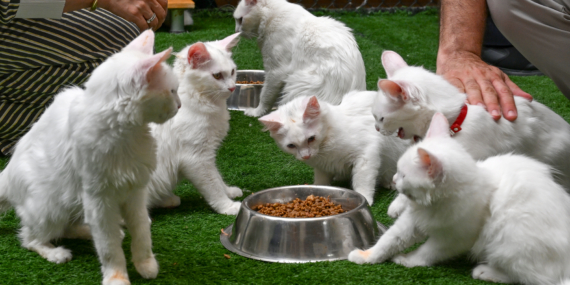 Van Kedi Villası’nda her sene yüzlerce pati sahiplendiriliyor