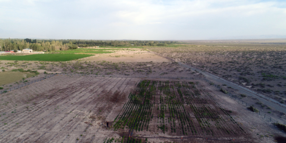 Ağrı Dağı eteklerindeki araziler tarımsal üretimle korunuyor