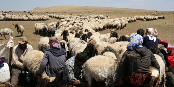 Jiyana koçeriyê li kontarê Çiyayê Nemrûdê