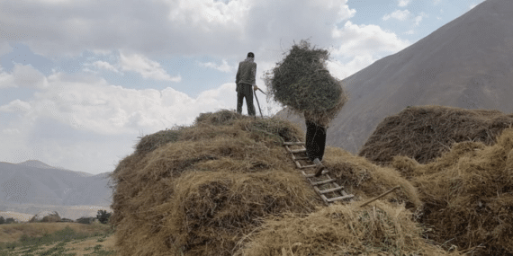 Hakkari’de besicilerin zorlu kış hazırlıkları başladı