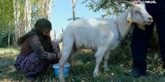 Edremit’te keçilerle bağ kuran çift: Her sabah keçilerimizi yıkıyoruz