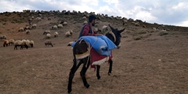 Koçerlerin dönüş hazırlıkları başladı - Kocer