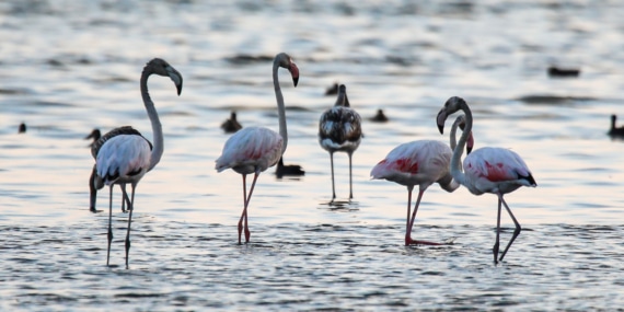 Van Gölü Havzasında yaşanan kuraklık, flamingoların yaşam alanlarını da etkiledi
