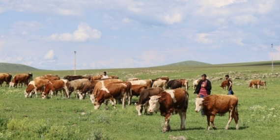 Ardahan’daki süt üreticileri: Onca masrafa rağmen zarar ediyoruz!