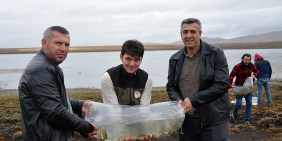 Kars Asboğa Gölü’ne 15 bin sazan yavrusu bırakıldı