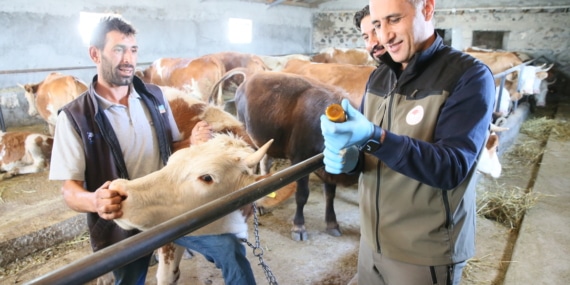 Kars’ta kayıtsız hayvanlara küpe takılıp şap aşısı yapılıyor