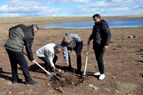 Kars'taki Asboğa Gölü çevresine yaban kuşları için 100 fidan dikildi