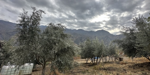 Erzurum’da ‘yetişmez’ denilen zeytin geçim kaynakları oldu