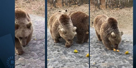 Bitlis’te beslemek istediği aynın saldırısından son anda kurtuldu