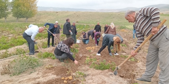 Van Tarım Kooperatifi’nin patates hasadına başlandı