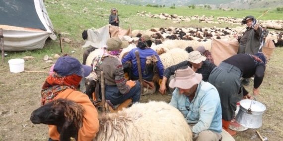 Koçerlerin göç yolculuğu başladı