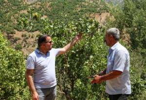 Van’da yabani bıttımlar fıstığa dönüşüyor - Catak Belediye Esbaskani Resat Eraslan1