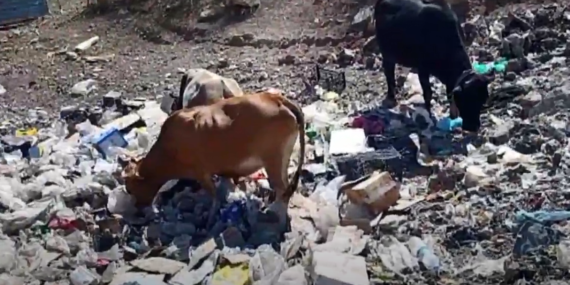 Hakkari’de askeri çöplükten beslenen inekler kesilince sahibi geçim sıkıntısına düştü
