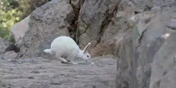 Tavşanlar Akdamar Adasının kuyusunu kazıyor